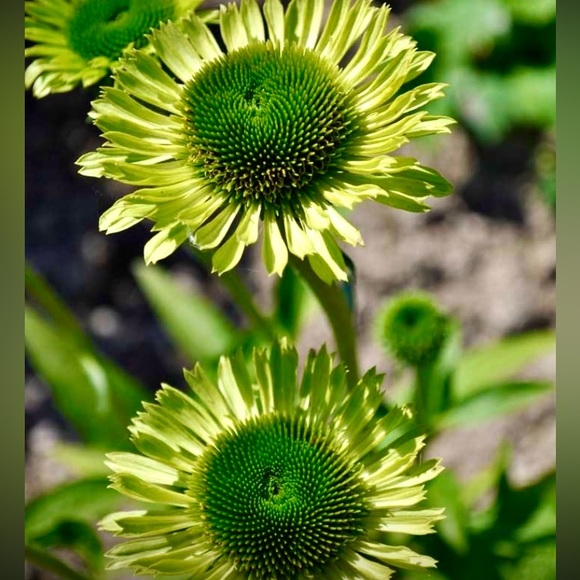 💜🌿💙🌼💚🌞💜🌿💙🌼💚🌞💜🌿💙🌼💚🌞 - Picture 11 of 13